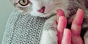 Ruben participe au concours pour gagner de l'argent avec cette photo : animal, cat, close_up, companion, curious, cute, detail, friendship, fur, gray, human_hand, indoor, kitten, paw, pet, resting, soft_light, texture, touch, whiskers