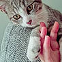 Ruben participe au concours pour gagner de l'argent avec cette photo : kitten, cat, paw, human_hand, close_up, texture, gray, fur, whiskers, curious, cute, pet, animal, indoor, soft_light, resting, touch, companion, friendship, detail