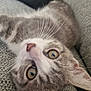 Ruben participe au concours pour gagner de l'argent avec cette photo : cat, kitten, pet, animal, feline, close_up, indoor, couch, gray, fur, whiskers, eyes, face, playful, curious, texture, soft, relaxed, head_tilt, cozy