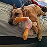 animal, bed, brown_dog, canine, comfort, cozy, cuddly, dog, furry, home, indoors, laying_down, pet, pillow, plush_toy, relaxed, resting, sleepy, soft_toy, stuffed_animal
