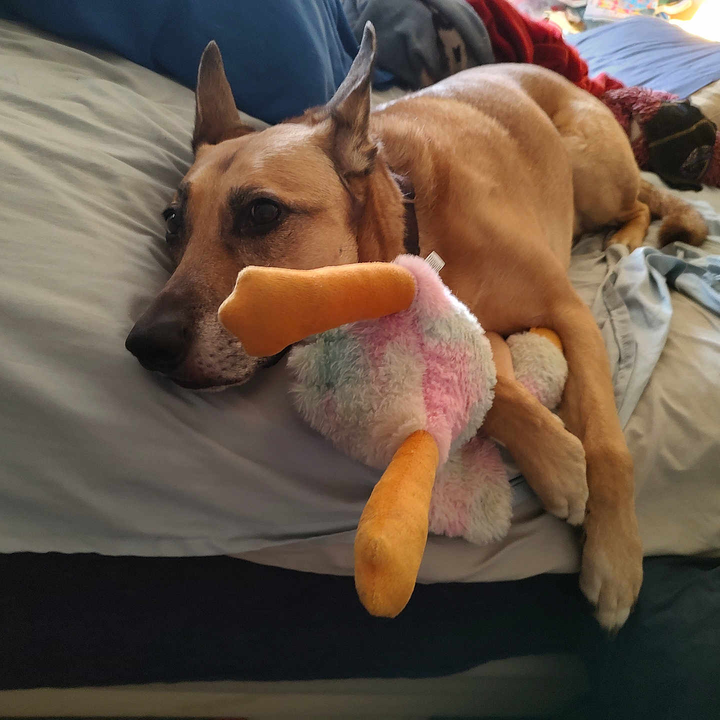 Zeus
