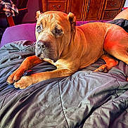 Robert Deniro joined the competition — help win amazing prizes! animal, bed, blanket, chair, clothing, cozy, dog, ears, face, fur, furniture, indoor, light, lying_down, paw, pet, relaxed, room, tan, wooden_dresser