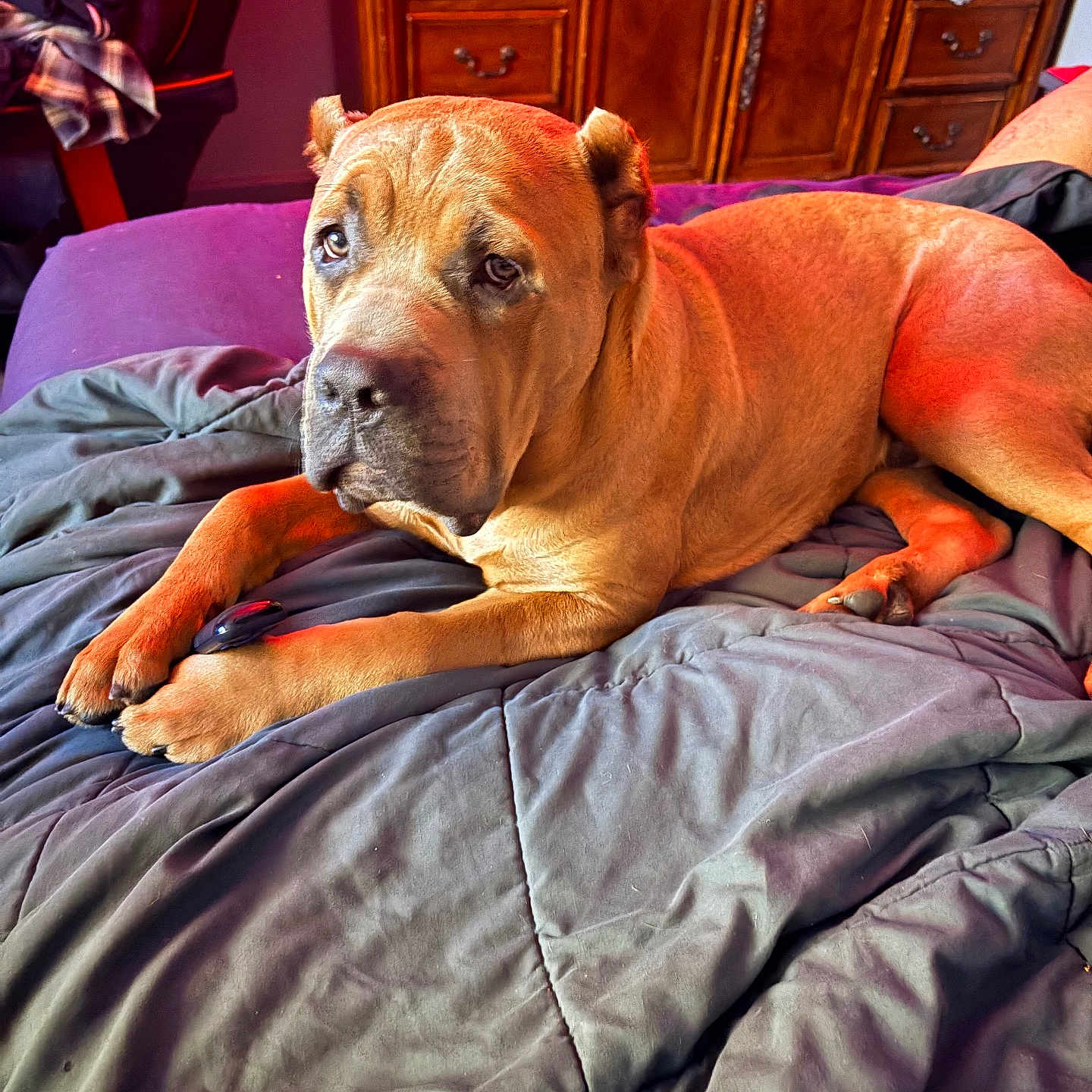 Robert Deniro joined the competition — help win amazing prizes! animal, bed, blanket, chair, clothing, cozy, dog, ears, face, fur, furniture, indoor, light, lying_down, paw, pet, relaxed, room, tan, wooden_dresser