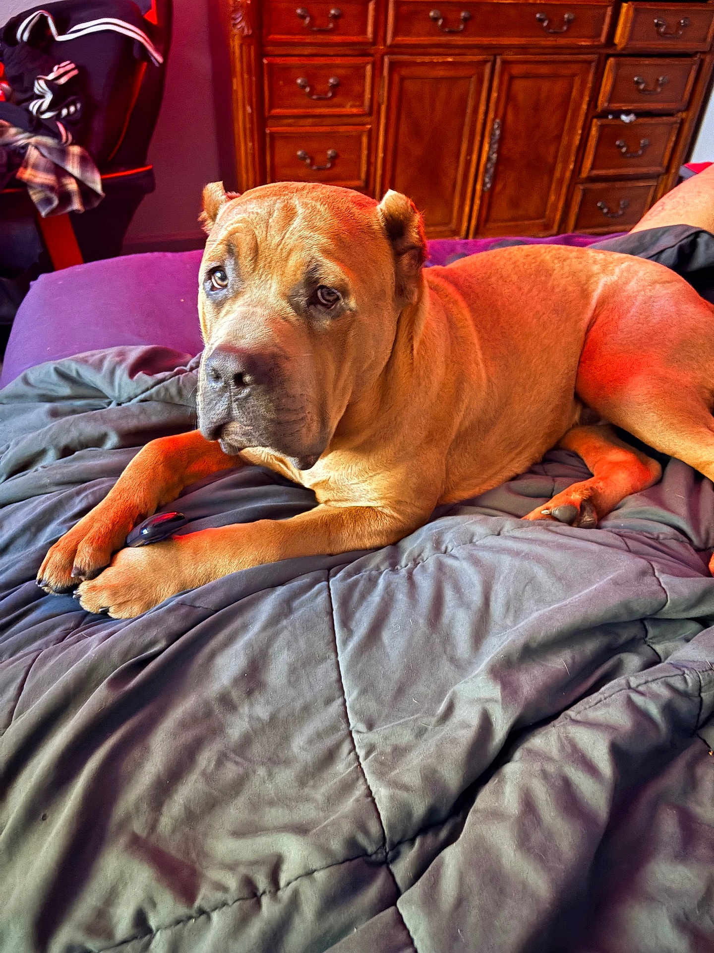 Robert Deniro joined the competition — help win amazing prizes! animal, bed, blanket, chair, clothing, cozy, dog, ears, face, fur, furniture, indoor, light, lying_down, paw, pet, relaxed, room, tan, wooden_dresser