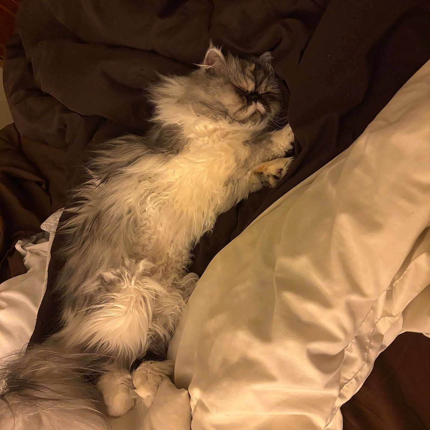 Scarlett Rose is registered to the contest to win money with this photo: animal, bed, blanket, cat, comfort, cozy, cute, domestic, fluffy, fur, gray, indoor, nap, paws, pet, relaxed, resting, sleeping, tail, white