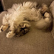 Scarlett Rose is registered to the contest to win money with this photo: animal, cat, couch, cozy, cute, feline, fluffy, fur, furniture, home, indoor, nap, paw, pet, relaxed, resting, sleeping, soft, tail, whiskers