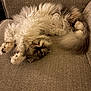 animal, cat, couch, cozy, cute, feline, fluffy, fur, furniture, home, indoor, nap, paw, pet, relaxed, resting, sleeping, soft, tail, whiskers