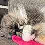 Scarlett Rose is registered to the contest to win money with this photo: animal, cat, closeup, couch, cozy, cute, domestic, face, fluffy, fur, furry, indoor, paw, pet, pink_cloth, relaxation, rest, sleeping, soft, whiskers