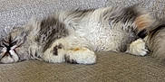 Scarlett Rose is registered to the contest to win money with this photo: animal, calm, cat, couch, cozy, cute, domestic_animal, fluffy, furniture, furry, indoor, nap, paws, pet, relaxed, resting, sleeping, soft, tail, whiskers