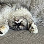 Scarlett Rose joined the competition — help win amazing prizes! animal, cat, closeup, companion, couch, cozy, cute, domestic_animal, feline, fluffy, fur, indoor, mammal, paw, pet, relaxing, resting, sleeping, soft, whiskers