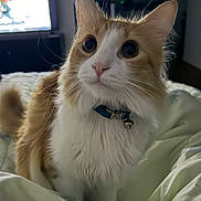 Spencer joined the competition — help win amazing prizes! cat, orange_cat, white_cat, fluffy, collar, bell, bed, blanket, indoor, pet, feline, curious_eyes, closeup, animal, domestic_animal, whiskers, soft_fur, resting, cozy, cute