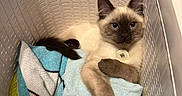 Mochi joined the competition — help win amazing prizes! cat, kitten, siamese_cat, blue_eyes, indoors, laundry_basket, towels, blanket, relaxed, lying_down, fluffy, brown_points, cream_fur, pet, collar, tag, portrait, close_up, home, cute