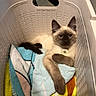 cat, kitten, siamese_cat, blue_eyes, indoors, laundry_basket, towels, blanket, relaxed, lying_down, fluffy, brown_points, cream_fur, pet, collar, tag, portrait, close_up, home, cute