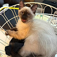 Mochi is registered to the contest to win money with this photo: cat, kitten, siamese_cat, fluffy, fur, blue_point, brown_face, blue_eyes, tongue_out, sitting, wire_chair, indoor, home, furniture, portrait, close_up, pet, playful, cute, black_blanket