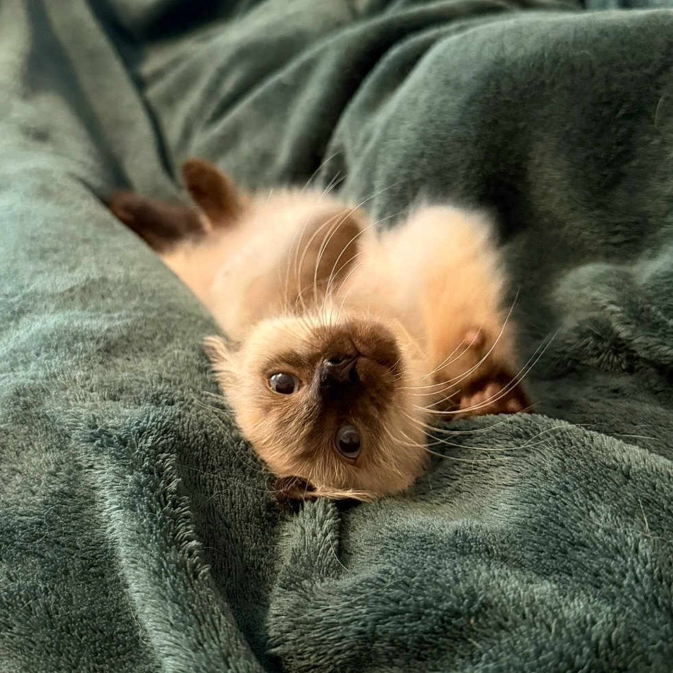 Mochi