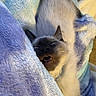 Mochi is registered to the contest to win money with this photo: cat, kitten, seal_point, sleeping, yawning, cute, fluffy, blanket, blue, purple, cozy, indoors, portrait, close_up, whiskers, ears, pet, relaxed, snuggled, soft_texture