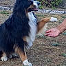 Gaston participe au concours pour gagner de l'argent avec cette photo : dog, australian_shepherd, tricolor, long_hair, sitting, paw, handshake, outdoor, garden, grass, dry_grass, wall, hedge, pet, animal, obedient, training, friendly, portrait, daylight