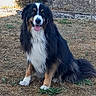 dog, pet, bernese_mountain_dog, tricolor, fluffy, long_hair, sitting, panting, tongue, outdoors, yard, grass, garden, stone_wall, steps, portrait, animal, black_fur, white_chest, brown_markings