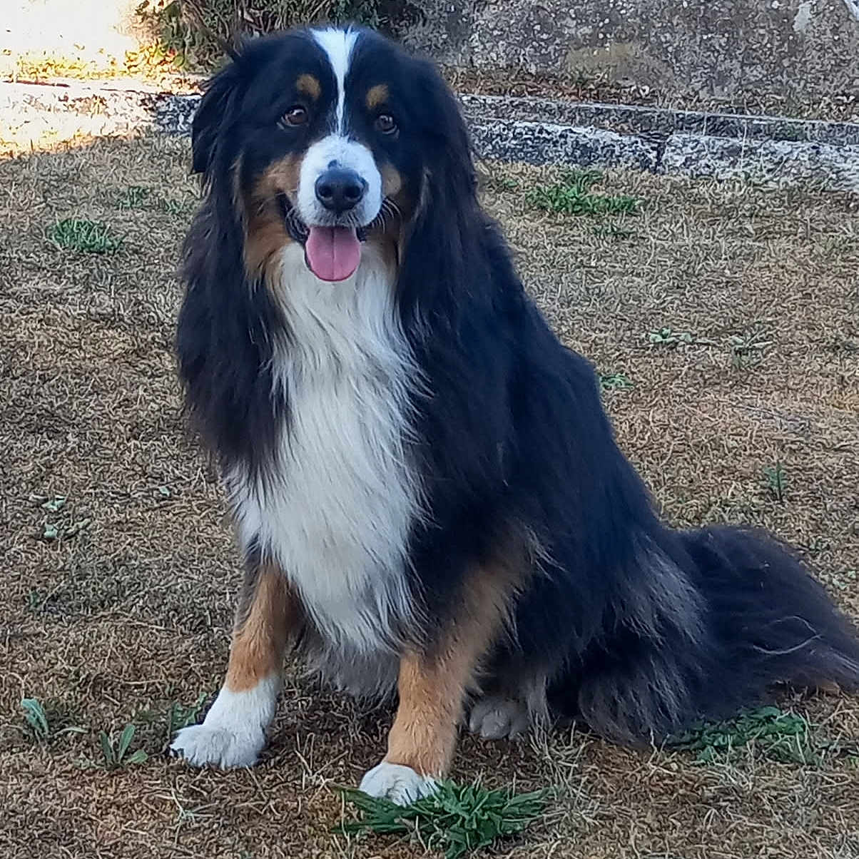 Gaston