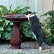 Tilly is registered to the contest to win money with this photo: cat, birdbath, garden, plants, greenery, outdoor, nature, animal, curious, pebbles, fence, grass, pet, white_and_gray_cat, standing, leaves, daylight, backyard, water_basin, decorative