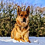dog, snow, outdoor, animal, canine, nature, winter, fur, collar, pet, laying_down, grass, blue_sky, tree, daytime, muzzle, ears, alert, portrait, background_blur