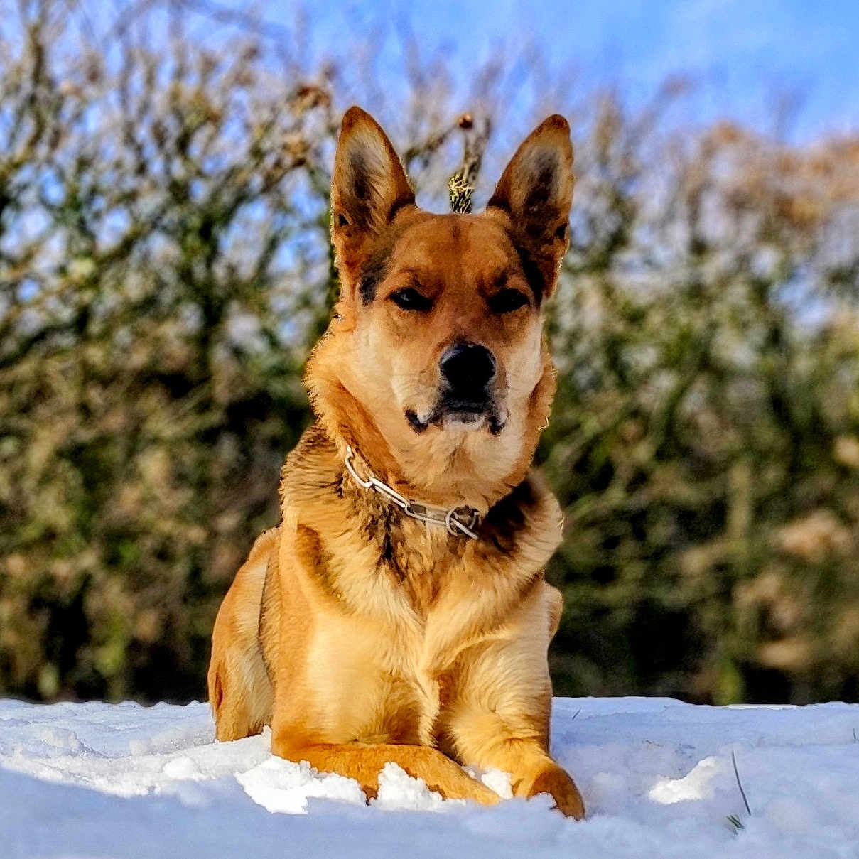 Looper a rejoint le concours — aidez-le/la à gagner de superbes lots ! alert, animal, background_blur, blue_sky, canine, collar, daytime, dog, ears, fur, grass, laying_down, muzzle, nature, outdoor, pet, portrait, snow, tree, winter
