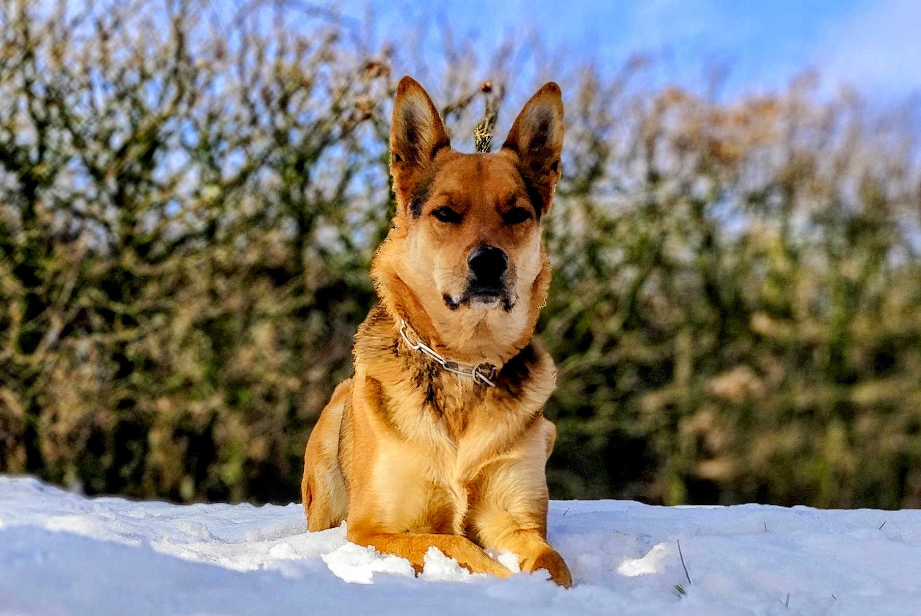 Looper a rejoint le concours — aidez-le/la à gagner de superbes lots ! dog, snow, outdoor, animal, canine, nature, winter, fur, collar, pet, laying_down, grass, blue_sky, tree, daytime, muzzle, ears, alert, portrait, background_blur
