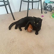 Pickles joined the competition — help win amazing prizes! black_cat, carpet, cat, chair, domestic_animal, eye_contact, floor, football_toy, furniture, indoor, living_room, lounging, mammal, paw, pet, pet_toys, playful, relaxed, toy, yellow_eyes