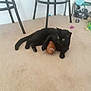 black_cat, carpet, cat, chair, domestic_animal, eye_contact, floor, football_toy, furniture, indoor, living_room, lounging, mammal, paw, pet, pet_toys, playful, relaxed, toy, yellow_eyes
