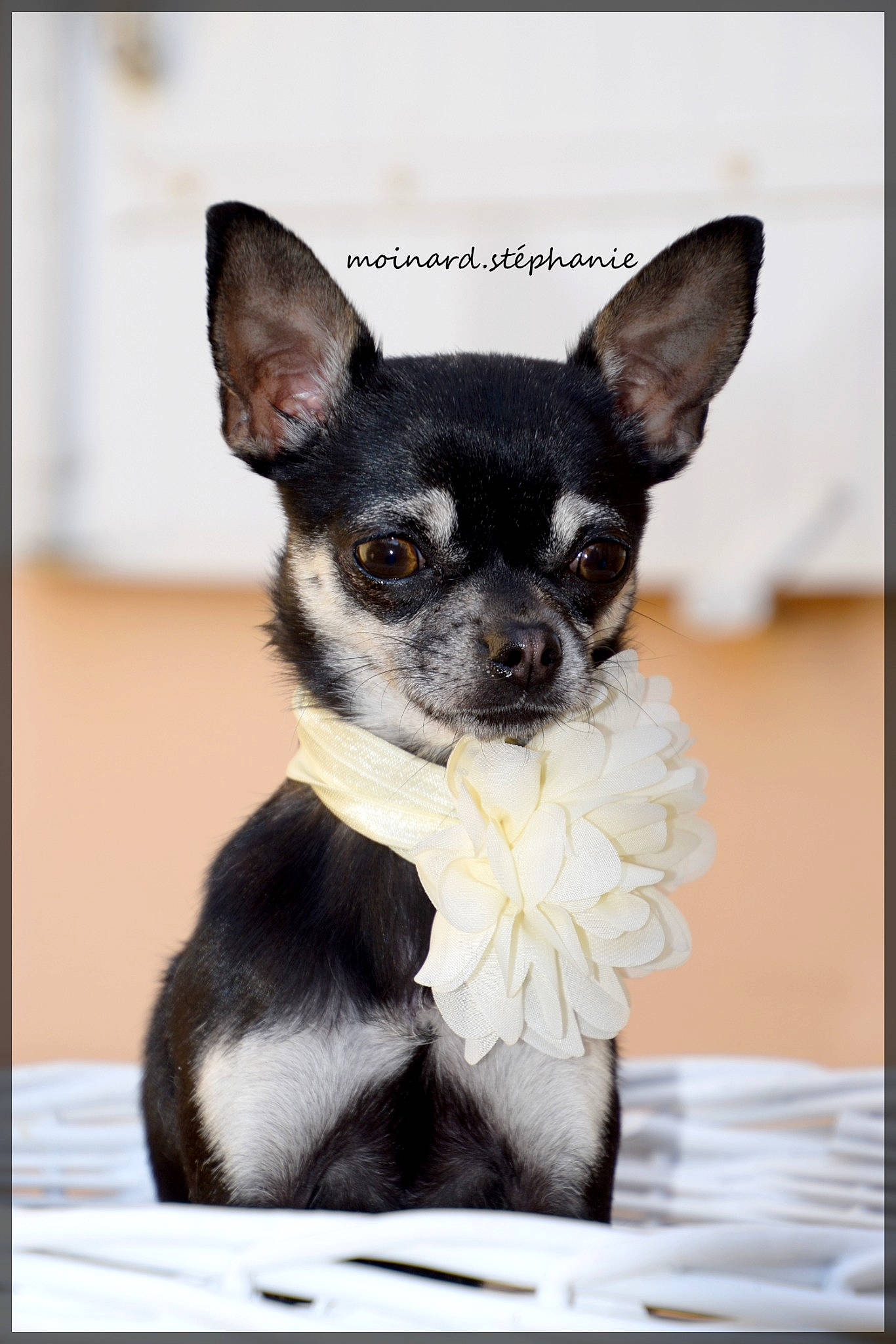 Octavia participe au concours pour gagner de l'argent avec cette photo : canidae, carnivore, chihuahua, companion_dog, corgi_chihuahua, dog, dog_breed, ear, fawn, fur, non_sporting_group, puppy, russkiy_toy, snout, sporting_group, terrestrial_animal, toy_dog, whiskers, working_animal