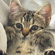 Kira is registered to the contest to win money with this photo: kitten, cat, tabby, fur, paws, ears, eyes, whiskers, blanket, cozy, cute, pet, animal, closeup, soft, feline, sleepy, resting, indoor, adorable