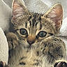 kitten, cat, tabby, fur, paws, ears, eyes, whiskers, blanket, cozy, cute, pet, animal, closeup, soft, feline, sleepy, resting, indoor, adorable