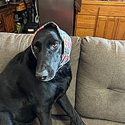 Honey joined the competition — help win amazing prizes! black_dog, blanket, canine, couch, dog, eyes, face, fur, furniture, household_items, indoors, living_room, nose, paw, pet, refrigerator, scarf, sitting, textile, wooden_cabinet