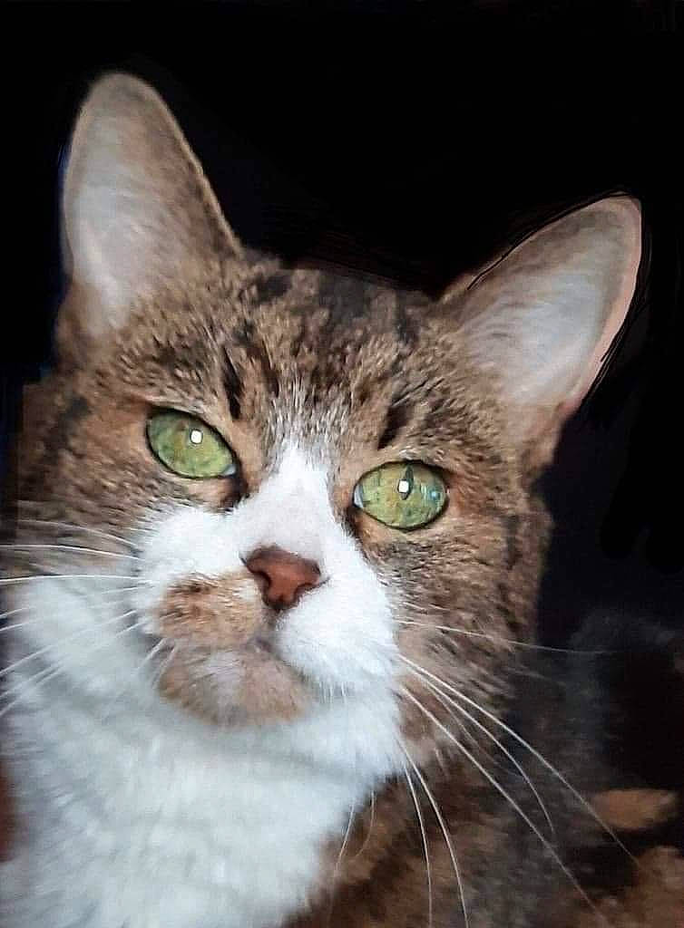 Taina participe au concours pour gagner de l'argent avec cette photo : carnivore, cat, domestic_short_haired_cat, eye, felidae, fur, grass, hair, head, small_to_medium_sized_cats, snout, terrestrial_animal, tree, whiskers, wildlife, window