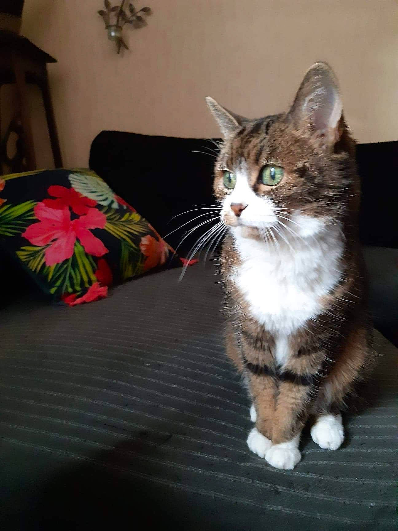 Taina participe au concours pour gagner de l'argent avec cette photo : carnivore, cat, claw, domestic_short_haired_cat, felidae, flooring, flower, foot, fur, paw, petal, picture_frame, plant, sitting, small_to_medium_sized_cats, tail, whiskers, wood