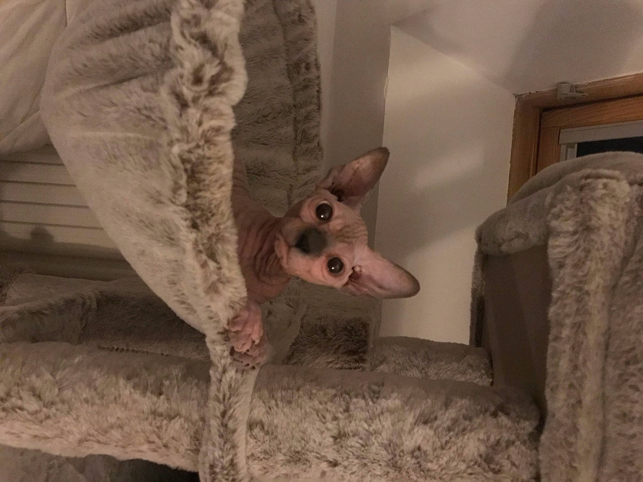 Keshi a rejoint le concours — aidez-le/la à gagner de superbes lots ! art, ceiling, comfort, fawn, felidae, flooring, fur, linens, plaster, room, small_to_medium_sized_cats, snout, tail, visual_arts, whiskers, wood, working_animal