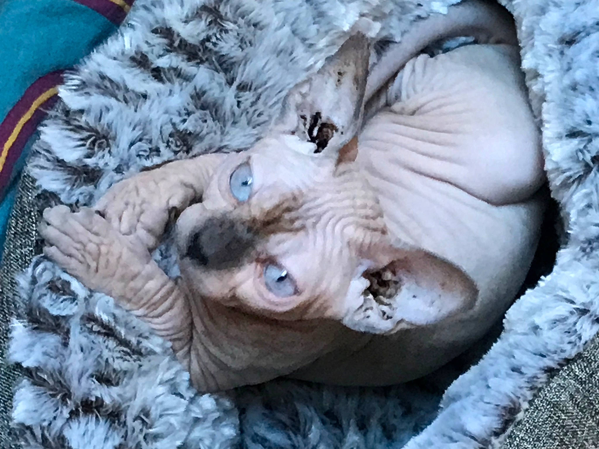 Keshi a rejoint le concours — aidez-le/la à gagner de superbes lots ! art, carnivore, comfort, companion_dog, couch, dog, dog_breed, dress, fawn, felidae, fur, glasses, mammal, small_to_medium_sized_cats, snout, sporting_group, tree, vertebrate, wood, wrinkle