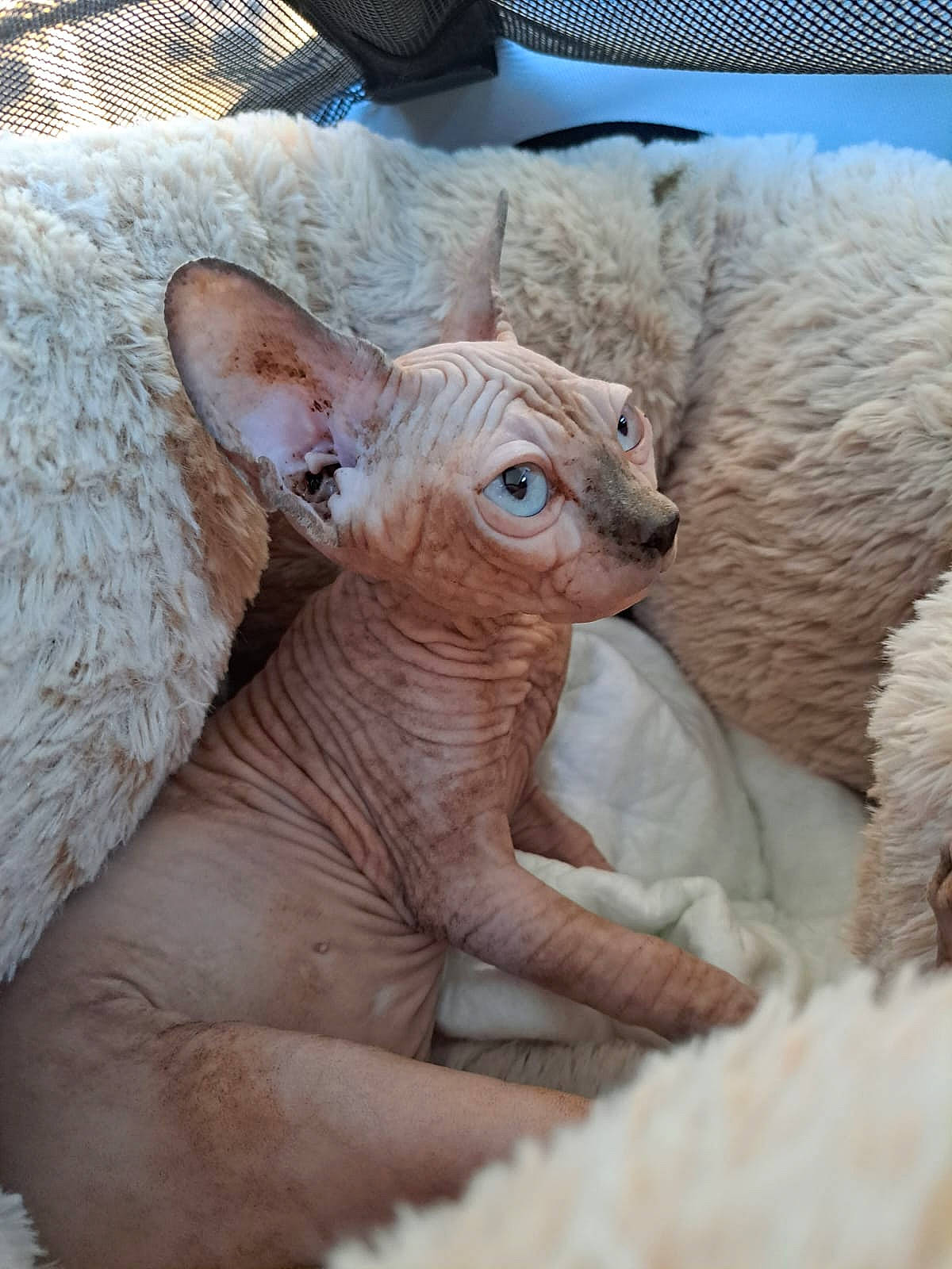 Keshi a rejoint le concours — aidez-le/la à gagner de superbes lots ! carnivore, claw, comfort, donskoy, ear, fawn, felidae, fur, livestock, peach, small_to_medium_sized_cats, snout, sphynx, tail, terrestrial_animal, toy, whiskers, working_animal