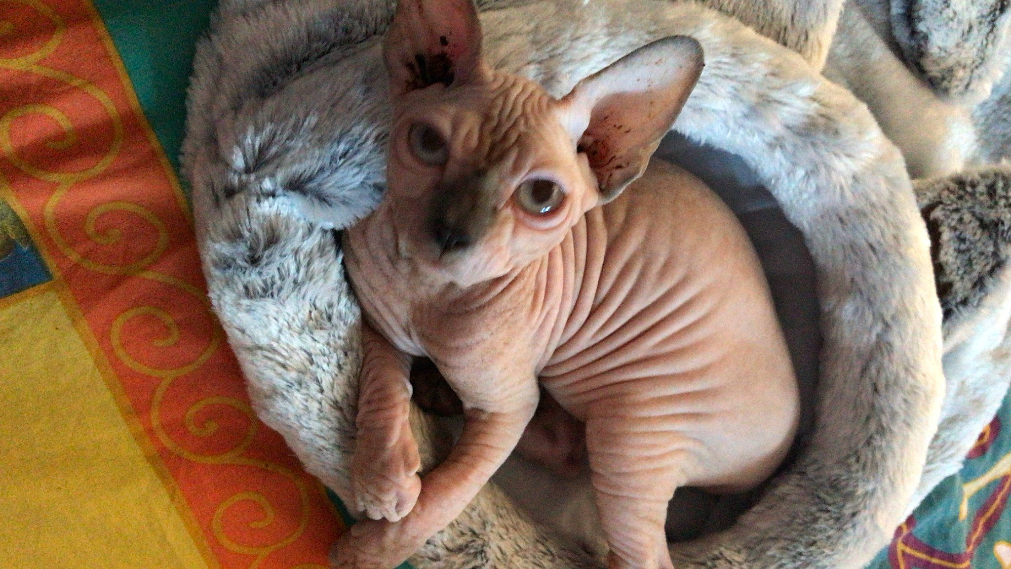 Keshi a rejoint le concours — aidez-le/la à gagner de superbes lots ! cat, comfort, domestic_short_haired_cat, donskoy, fawn, felidae, fur, liver, natural_material, paw, small_to_medium_sized_cats, snout, tail, terrestrial_animal, whiskers, wildlife, wood, working_animal, wrinkle