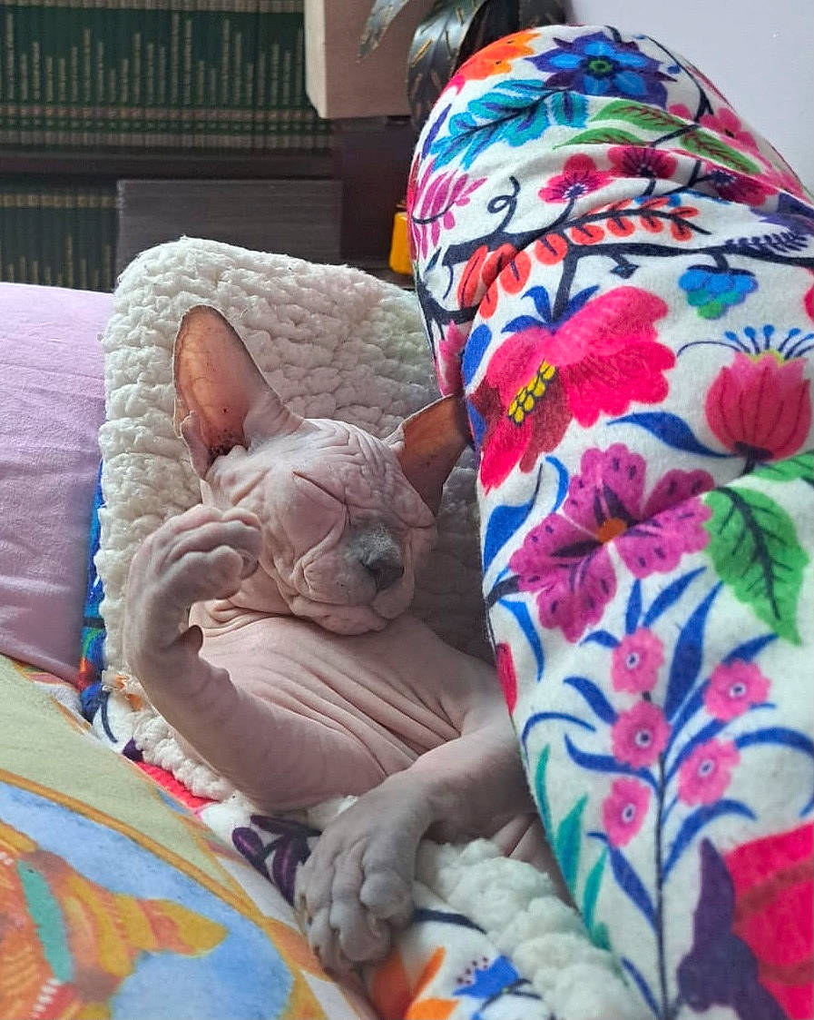 Keshi participe au concours pour gagner de l'argent avec cette photo : bed_sheet, bedding, carnivore, comfort, companion_dog, couch, fawn, felidae, human_leg, leg, linens, magenta, mammal, pattern, pillow, pink, small_to_medium_sized_cats, t_shirt, textile, thigh