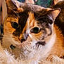 animal, calico, cat, close, closeup, curious, cute, decorations, ears, eyes, face, feline, festive, fur, holiday, indoor, nose, pet, tinsel, whiskers