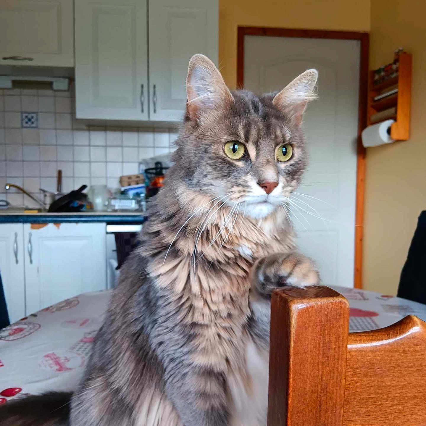 Shoto a rejoint le concours — aidez-le/la à gagner de superbes lots ! abyssinian, animal, architecture, building, cat, chair, closet, cupboard, diningroom, diningtable, furniture, hardwood, indoors, interiordesign, kitten, pet, plywood, room, table, wood