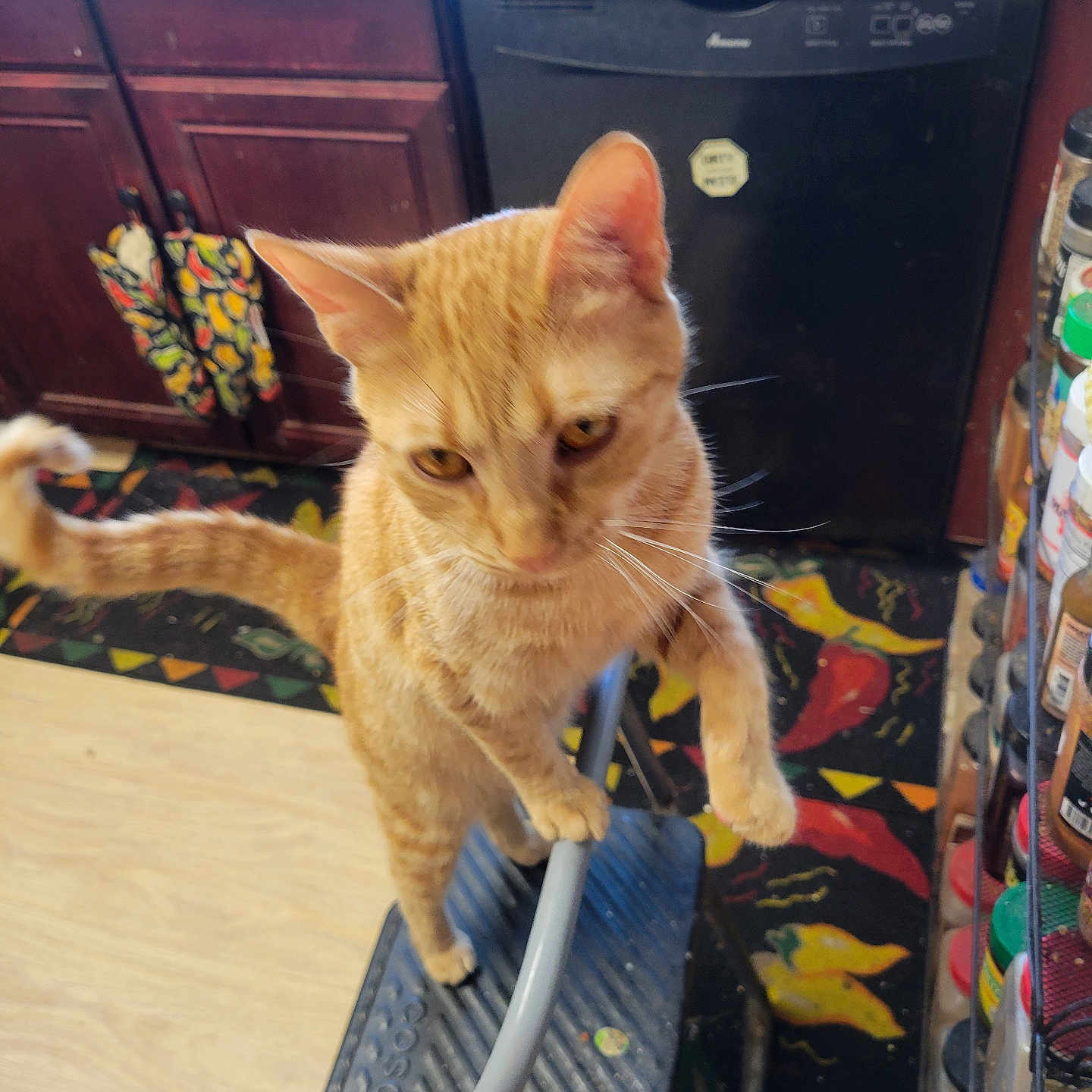 Heathcliff is registered to the contest to win money with this photo: appliance, cabinet, cat, colorful, countertop, curious, dishwasher, domestic_animal, feline, floor, household, indoor, kitchen, orange_tabby, paw, pet, rug, step_stool, tail, whiskers