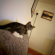 Lucy is registered to the contest to win money with this photo: alert, animal, cat, couch, ears, eyes, indoor, kitten, lamplight, living_room, lying_down, pet, portrait, sitting, sofa, striped_fur, tabby, wall_art, white_paws, wood_floor