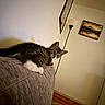 alert, animal, cat, couch, ears, eyes, indoor, kitten, lamplight, living_room, lying_down, pet, portrait, sitting, sofa, striped_fur, tabby, wall_art, white_paws, wood_floor