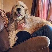 Izzy is registered to the contest to win money with this photo: dog, doodle, goldendoodle, fluffy, tongue_out, couch, recliner, living_room, curtain, hand, jeans, blanket, collar, pet, indoor, cozy, portrait, furry, smiling_dog, home