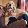 dog, doodle, goldendoodle, fluffy, tongue_out, couch, recliner, living_room, curtain, hand, jeans, blanket, collar, pet, indoor, cozy, portrait, furry, smiling_dog, home