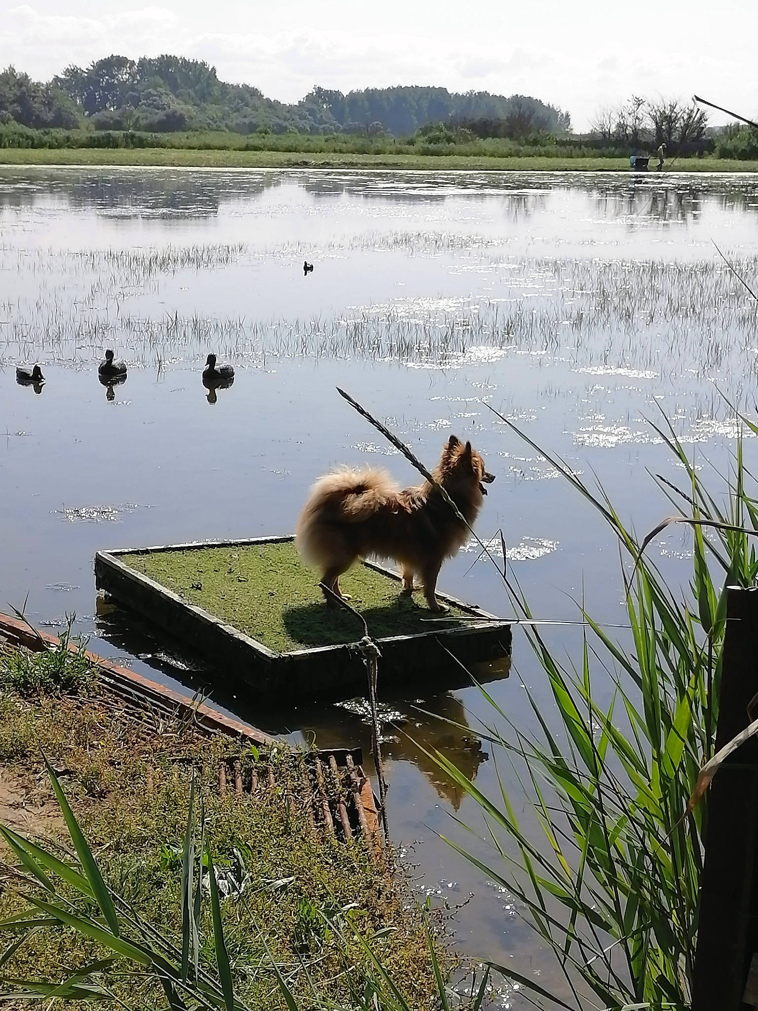 Plumr a rejoint le concours — aidez-le/la à gagner de superbes lots ! _geese_and_swans, bank, beak, body_of_water, carnivore, cloud, ducks, fawn, freshwater_marsh, grass, grass_family, lake, natural_landscape, plant, reservoir, sky, tidal_marsh, water, water_resources, waterfowl