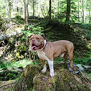 Rex participe au concours pour gagner de l'argent avec cette photo : dog, forest, tree_stump, moss, nature, outdoor, greenery, sunlight, animal, canine, happy, panting, leash, trees, woodland, smiling, pet, park, daytime, scenery