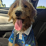 Hopper is registered to the contest to win money with this photo: dog, tongue_out, blue_shirt, tropical_pattern, leash, checkered_leash, car_interior, car_seat, window, sunlight, fur, wet_nose, eyes, happy, panting, portrait, seat_stitching, door_panel, summer, cute